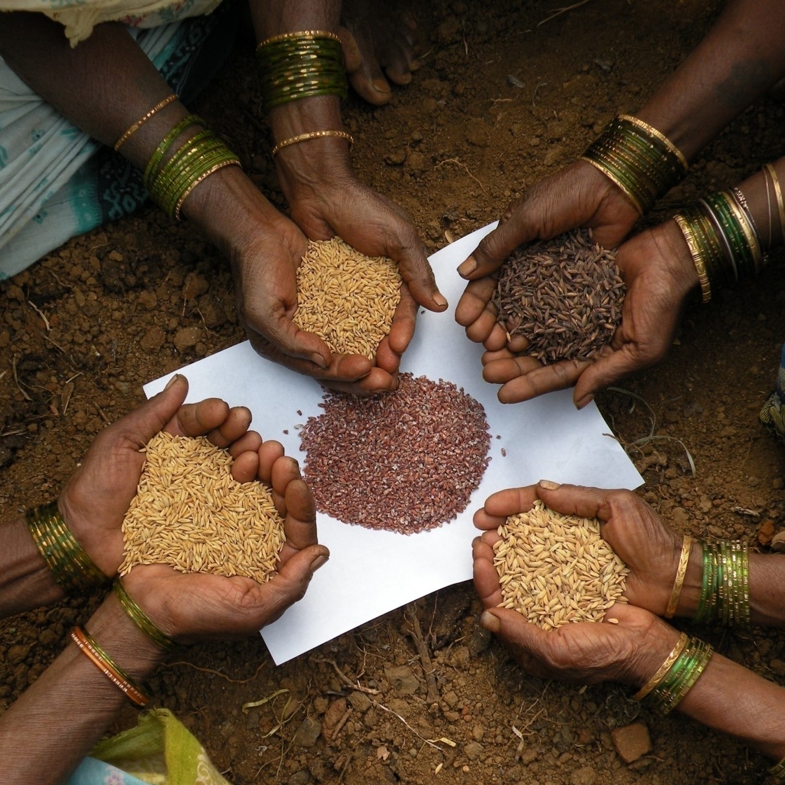 Join hands to save seed diversity